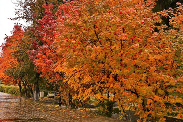 Colorful rowan bushes in the park on wet square autumn foliage during the rain