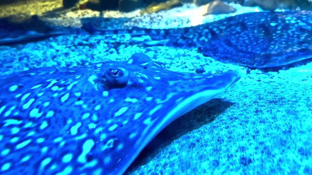 Ocean Stingray Fish On The Bottom Of The Sea Bed
