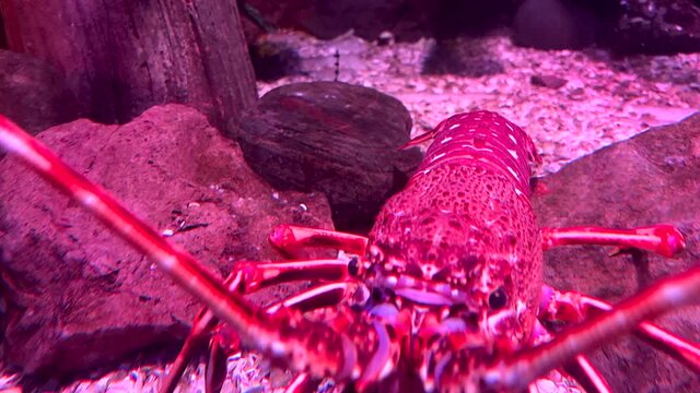 Lobster Fine Seafood Walking along The Sea Bed