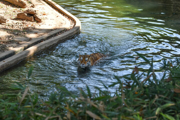 Washington, DC, USA - October 15, 2021:  Tiger swimming in its enclosure at the Smithsonian Institute National Zoo - obrazy, fototapety, plakaty