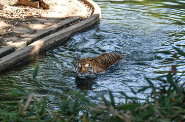 Washington, DC, USA - October 15, 2021:  Tiger swimming in its enclosure at the Smithsonian Institute National Zoo