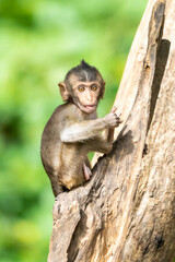 A baby monkey sits alone in a tree in the tropical forest.