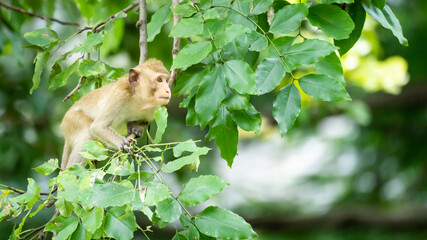 The baby monkey clambered on the tree.