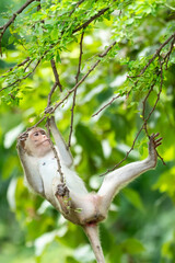 The monkey clambered on the tree.