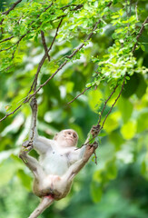 The monkey clambered on the tree.