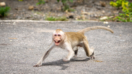 A monkey was intimidating and terrified of danger.