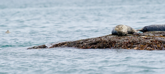 Seals lying on stones in the sea