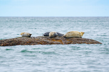 Seals lying on stones in the sea