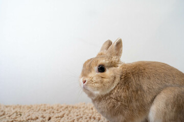 ネザーランドドワーフ