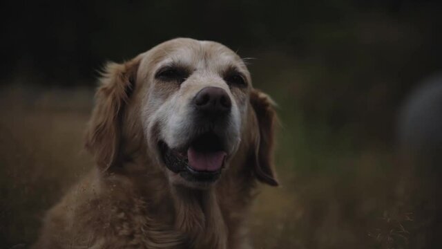 Old happy dog in field - 1080 Slo Mo