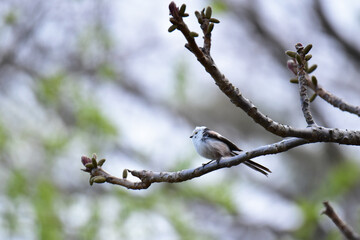 早春の森のシマエナガ
