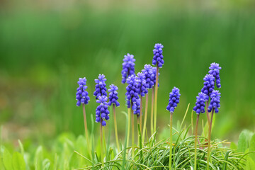 春のムスカリ