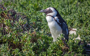 African Penguin at Boulders Beach