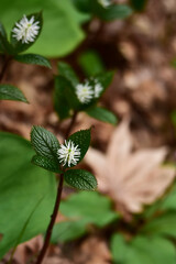 枯れ葉の中のヒトリシズカ