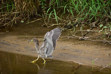 川岸を軽やかに歩くホシゴイ