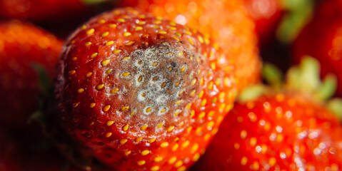 Gray mold on red ripe fresh strawberries from farm, close up, selective focus, blurred background....