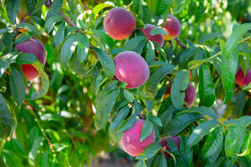Image of fresh peaches almost ready for harvest in garden at summer day
