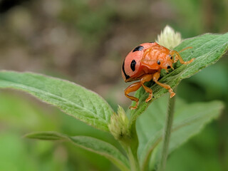 ladybug on a leaf