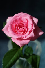 pink rose in the glass vase