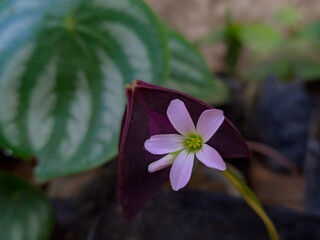 close up photo of flowers