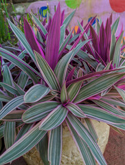 cactus in the garden
