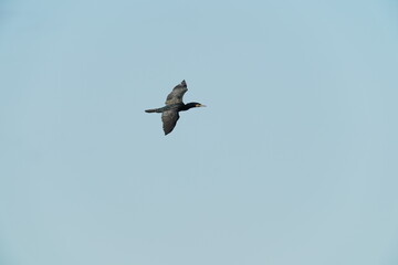 cormorant in flight