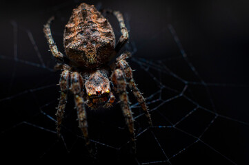 araña insecto web naturaleza arácnidos macro bokeh 