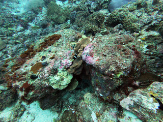 Fototapeta na wymiar Beautiful coral in the deep ocean
