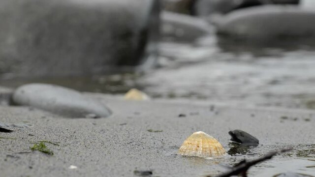 Yellow cockle shell on a sandy beach in Isle of Skye, Scotland, UK