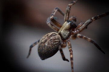 araña insecto web naturaleza arácnidos macro bokeh 