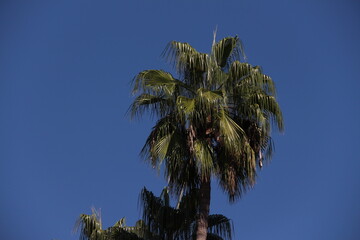 palm trees against blue sky