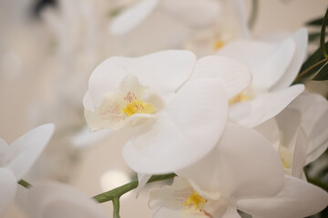 Naklejka na ściany i meble White phalaenopsis amabilis blooming in a garden
