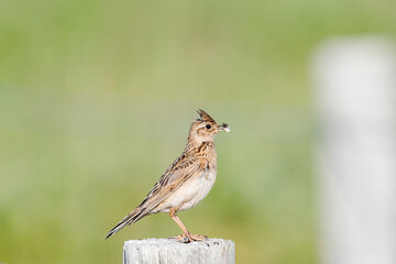 虫をくわえるヒバリ(Eurasian skylark)
