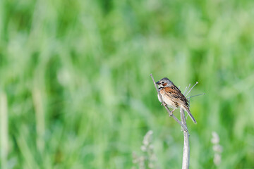 ホオアカ雄(Chestnut-eared bunting)
