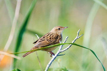マキノセンニュウ(Lanceolated warbler)