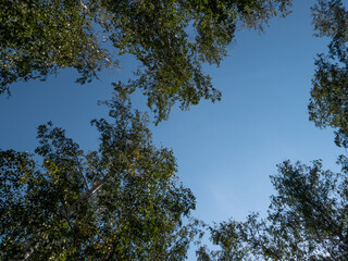 blue sky and green foliage, tree crowns