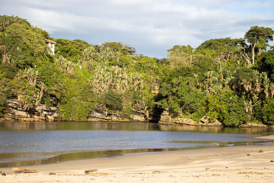 beach with trees