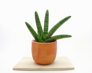 aloe vera plant
