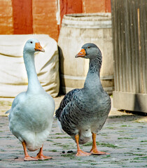 Two geese go together in Christmas town