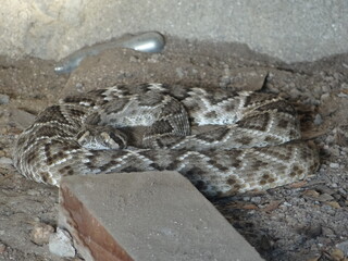 Serpiente de cascabel de la Baja California Sur