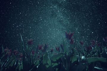 Stars and night tulips field © firewings