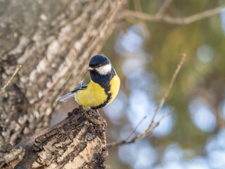 Cute bird Great tit, songbird sitting on a branch without leaves in the autumn or winter.