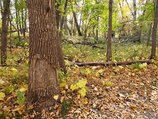 Beautiful path covered in fallen leaves at Beaudry Provincial Park, Manitoba.