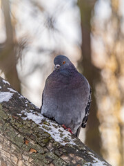 The fat pigeon sitting on a branch.
