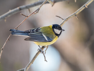 Cute bird Great tit, songbird sitting on a branch without leaves in the autumn or winter.