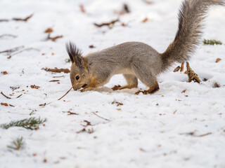 Squirrel hides nuts in the white snow
