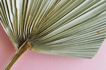 Dry palm leaf texture green color close up on  background top view. Minimal Plant backdrop.Poster