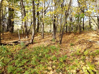 Beautiful path covered in fallen leaves at Beaudry Provincial Park, Manitoba.