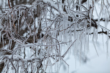 Frozen tree branch in winter