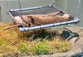 カワウソ